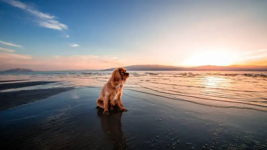 is ocean water good for dog skin