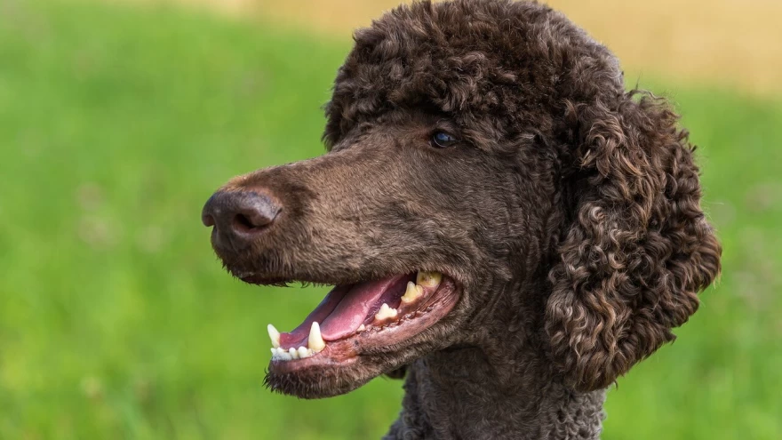 Poodle Rescue Near Me - Where to Adopt a Poodle?