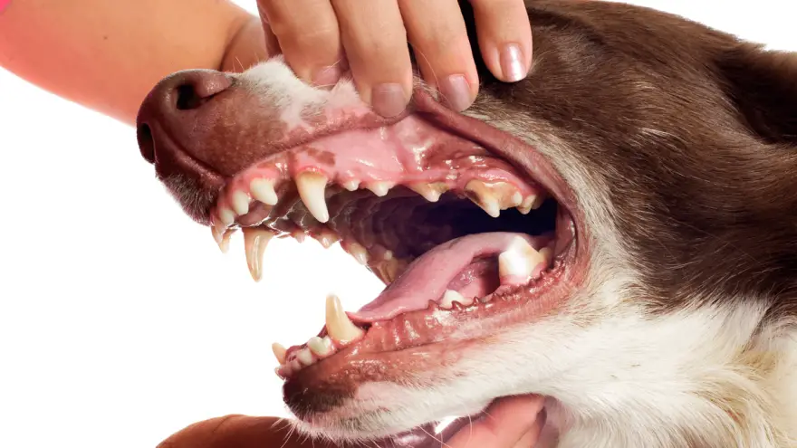 ¿Qué tan peligroso es el sarro en los perros?