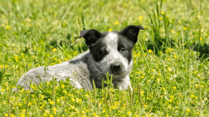 Texas Heeler - Ultimate Farm Dog