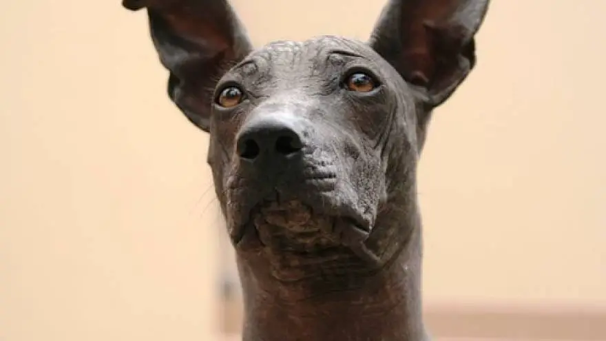 Xoloitzcuintle - mythical Mexican hairless dog
