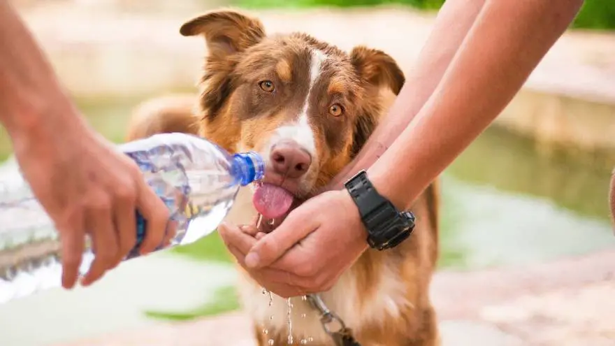 Dehydration in Dogs - Signs & Prevention