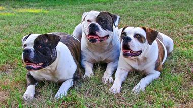 are old english bulldogs good guard dogs