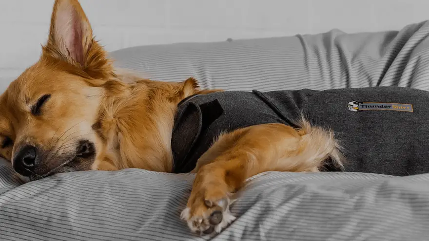 Does Thundershirt Work & Where I Can Get It