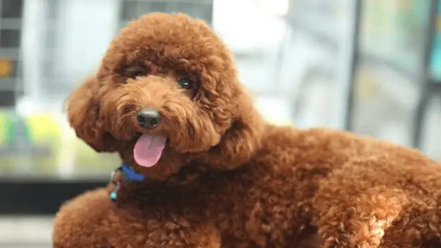 27 Of Our favorite Poodle quotes