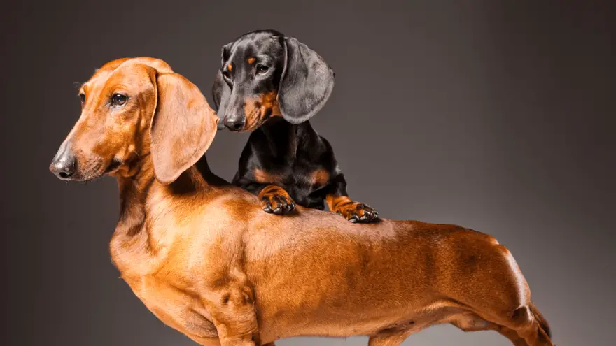 Quotes about Dachshunds