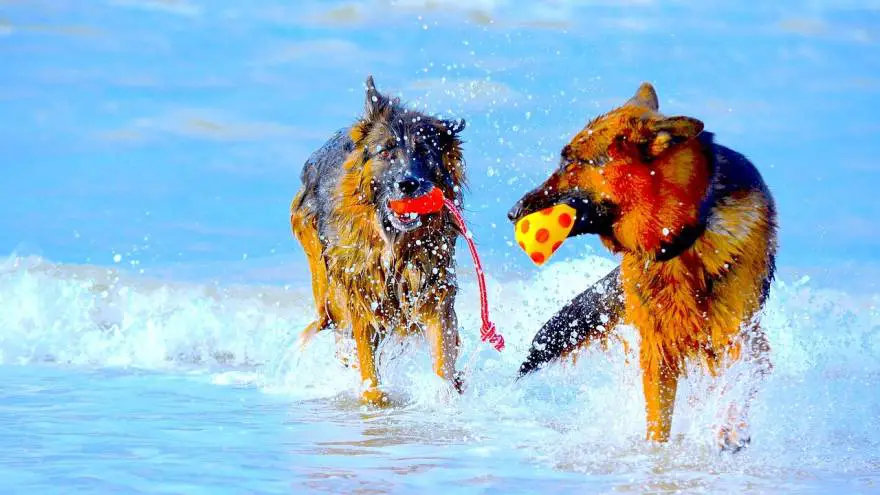 Should I Get a Second dog? When's the right time?