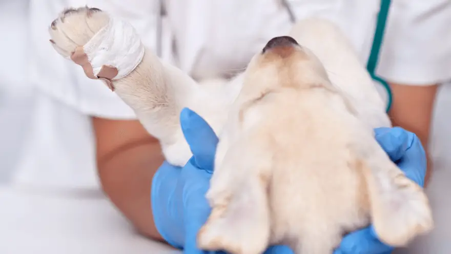 Is Chlorhexidine Safe for Dogs