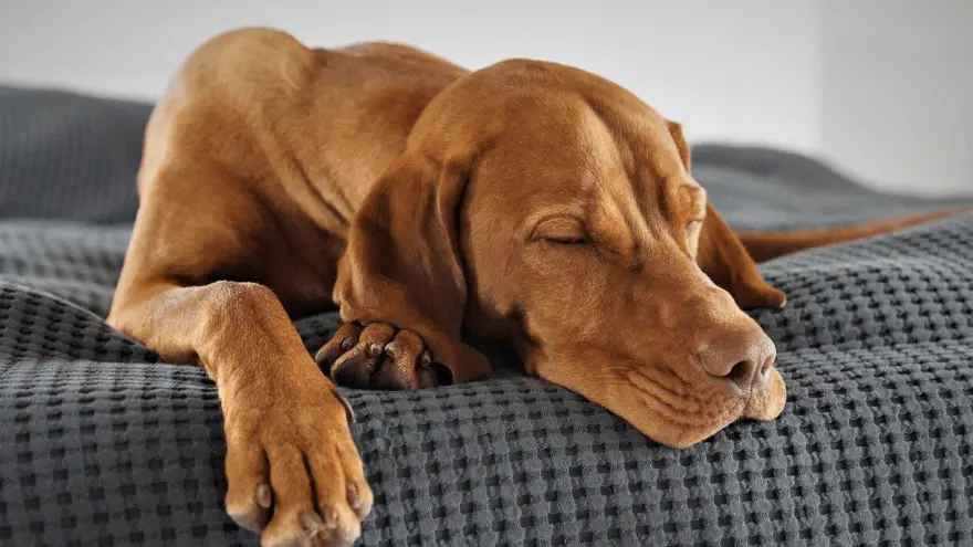 Should You be Worried if Your Dog Sleeps All Day?