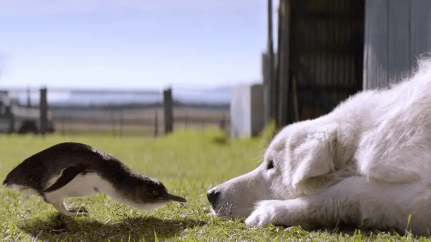 Did You Know Maremma Sheepdogs Saved Penguins?