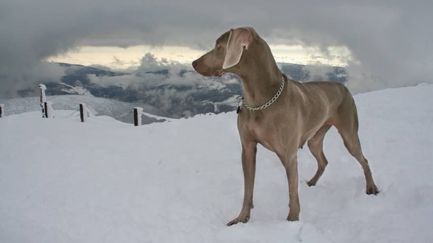 the weimaraner