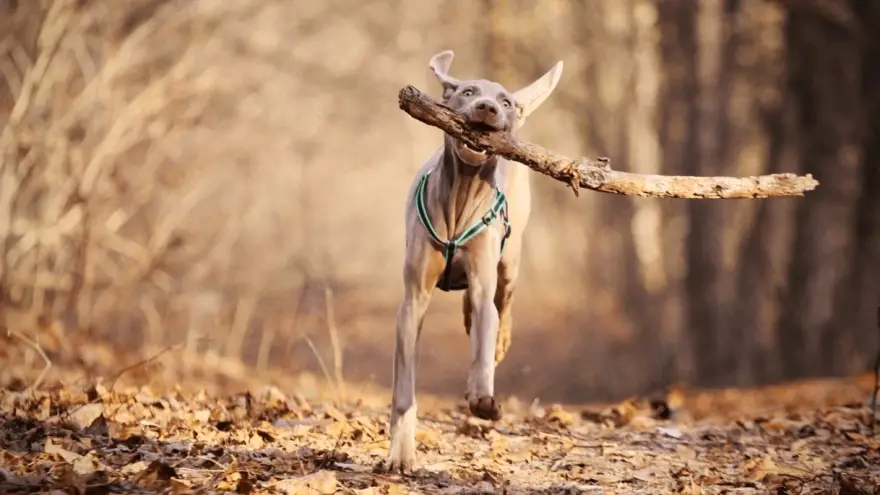 Top 7 - Dog Breeds With Cool Nicknames