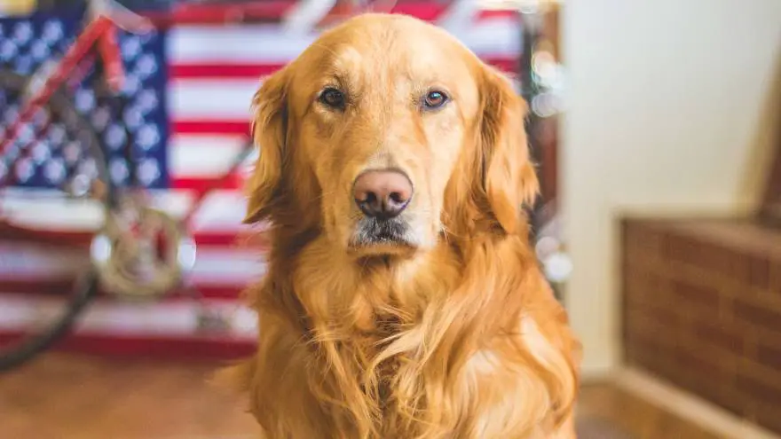 5 Most Common Reasons Why Dogs Stare At Their Owners