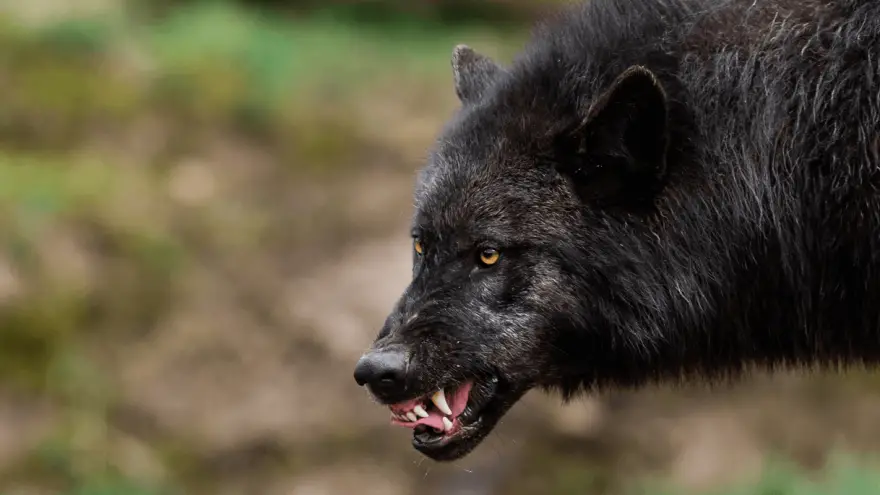 Top 7 pasa koji nalikuju vukovima