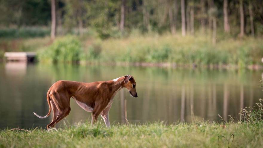 azawakh puppies for sale