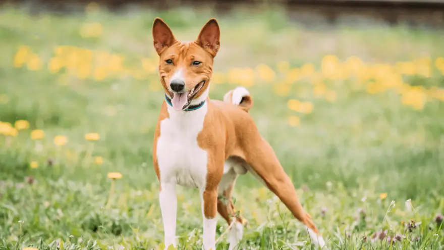 Basenji Dog Breed Information