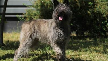 at what age is a bouvier des ardennes full grown