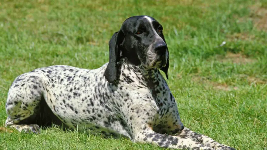 The Braque d'Auvergne: A Loyal and Energetic Hunting Dog 6 How To Keep Health Braque D'Auvergne