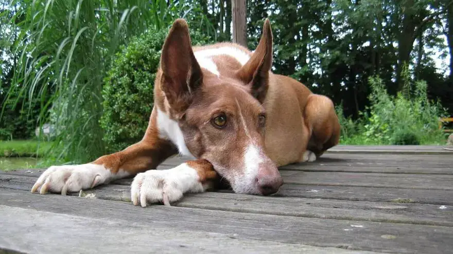 how many puppies can a podenco canario have