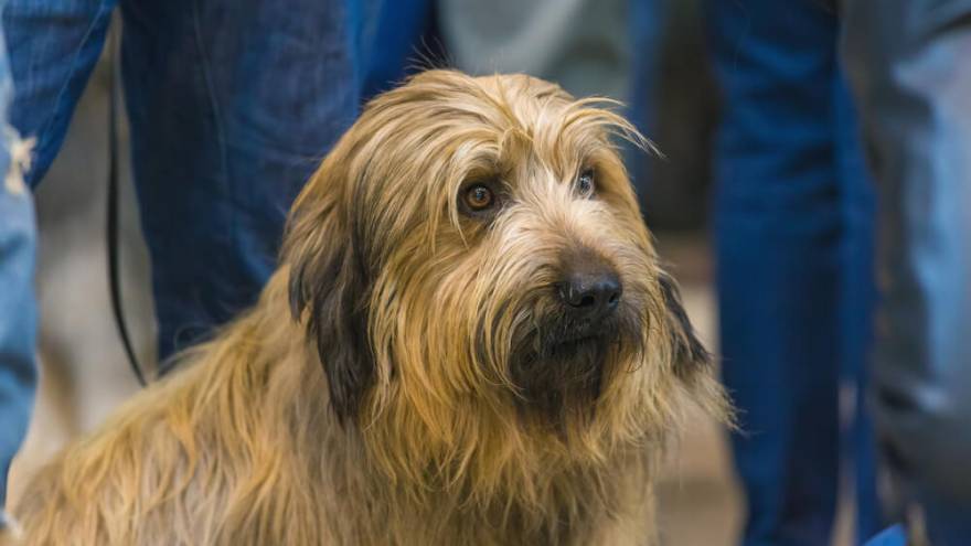 are catalan sheepdogs smart dogs