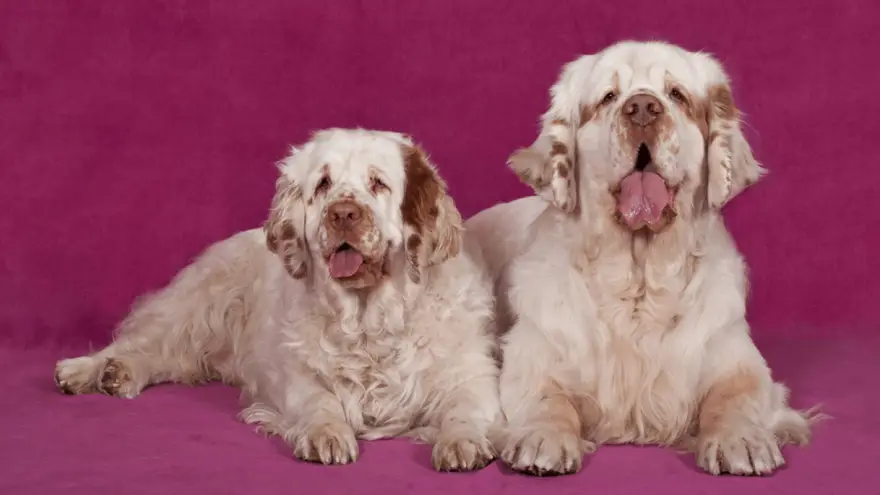 are clumber spaniels friendly