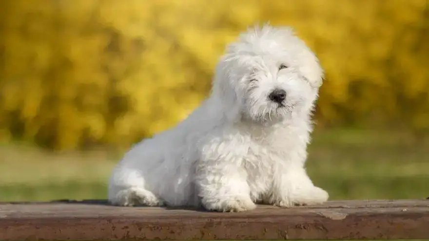 Coton De Tulear Dog Breed Information