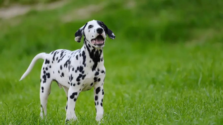 Dalmatian | Dog Breed Info, Guide & Care