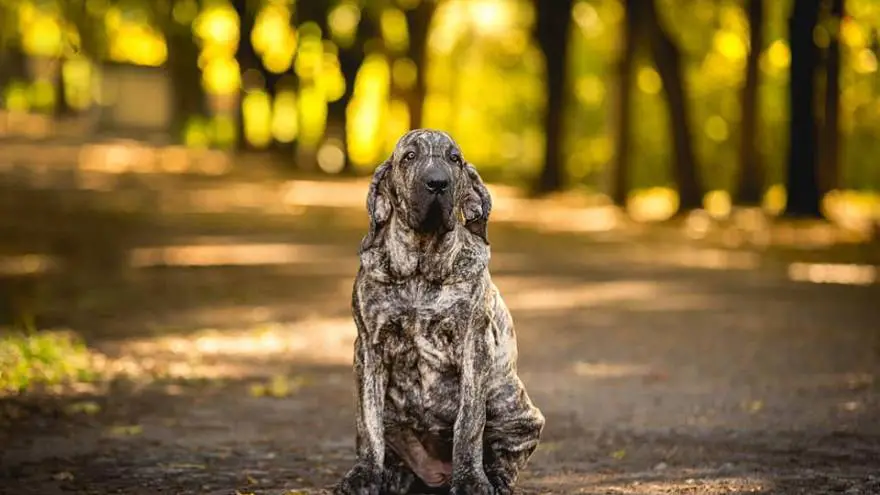 Fila Brasileiro  Dog Breed Info, Guide & Care