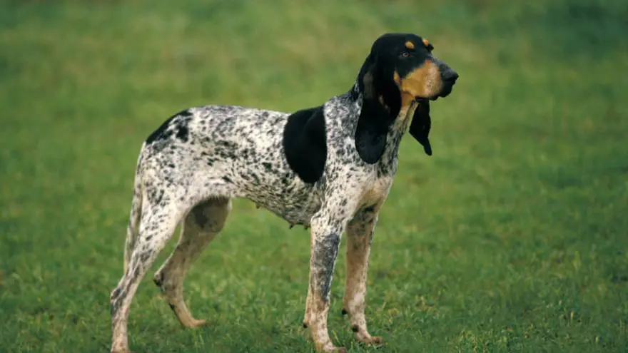 Gascon Saintongeois Dog Breed Information