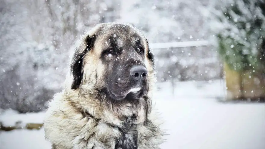 kurdish kangal dog