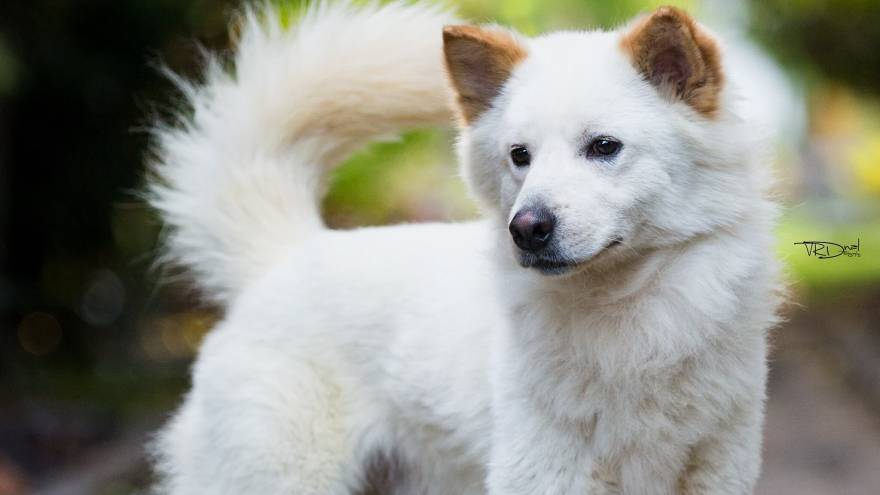 Kintamani-Bali Dog - Dog Breed Profile