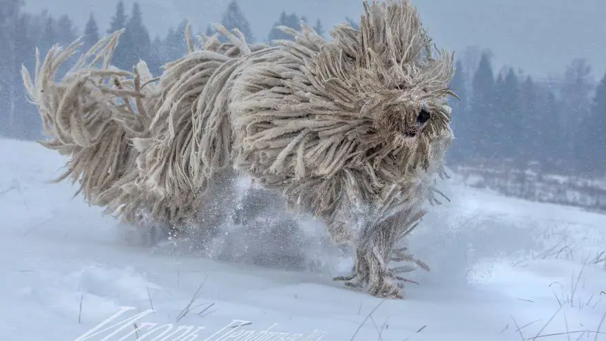 komondor