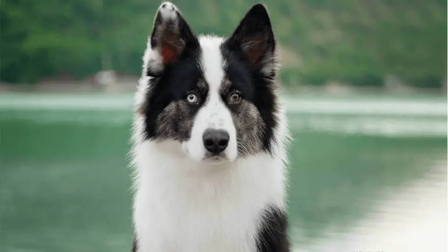 yakutian laika dog