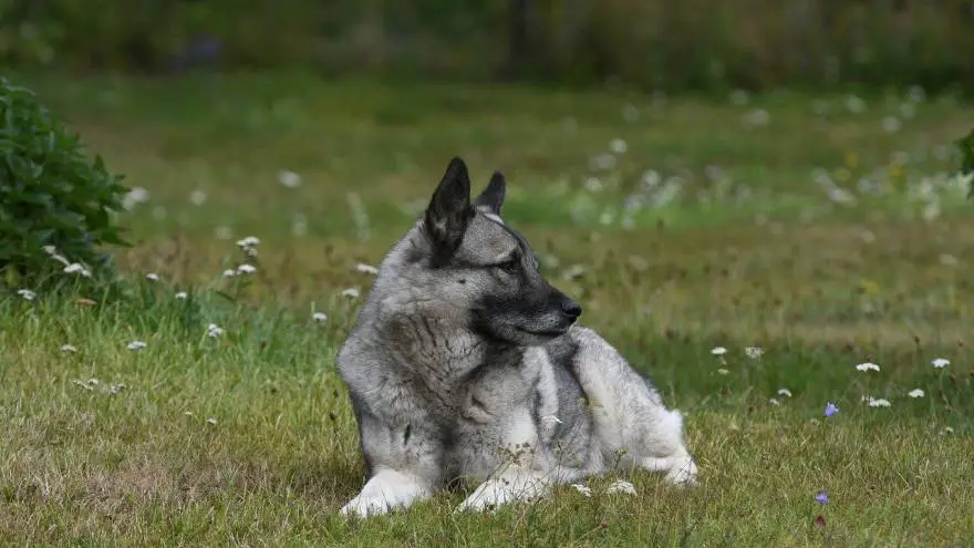 are swedish elkhounds dominant dogs