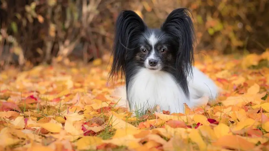 Continental Toy Spaniel (Papillon & Phalène) in portrait