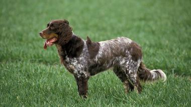 is the pont audemer spaniel legal in france