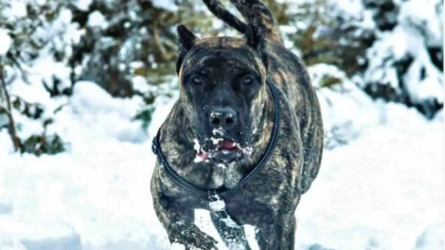 Presa Canario Fierce And Dangerous Dog Breed