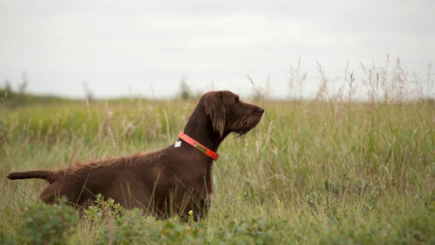 are pig ears bad for a pudelpointer