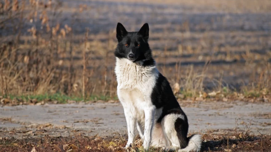 Russian-European Laika Dog Breed Information