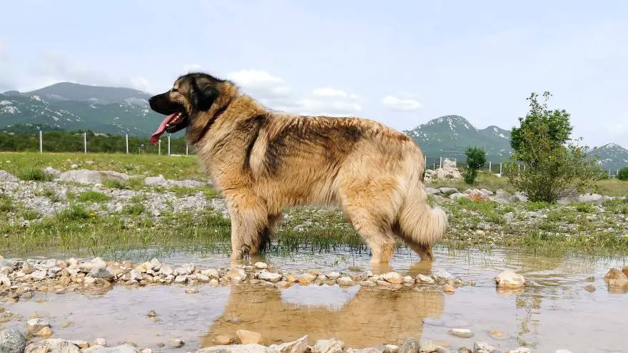 yugoslavian shepherd dog