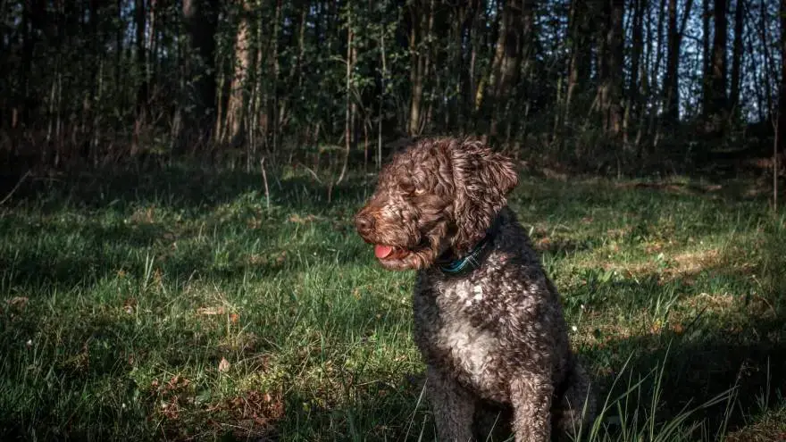 is the spanish water dog a good breed of dog