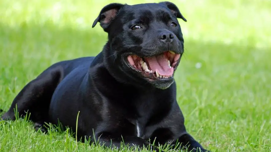 Staffordshire Bull Terrier Dog Breed Information