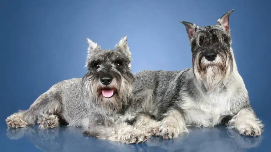 gund schnauzer