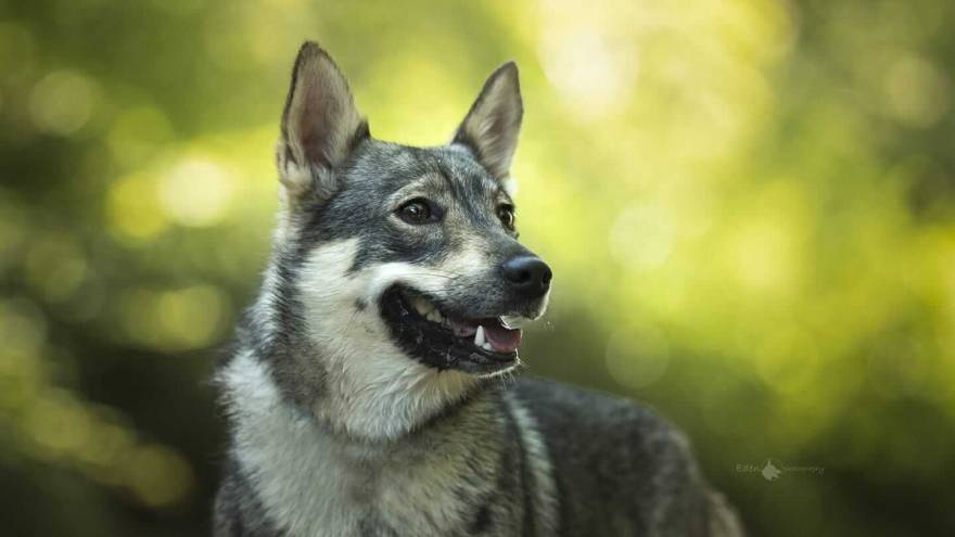 Swedish Vallhund | Dog Breed Info, Guide & Care