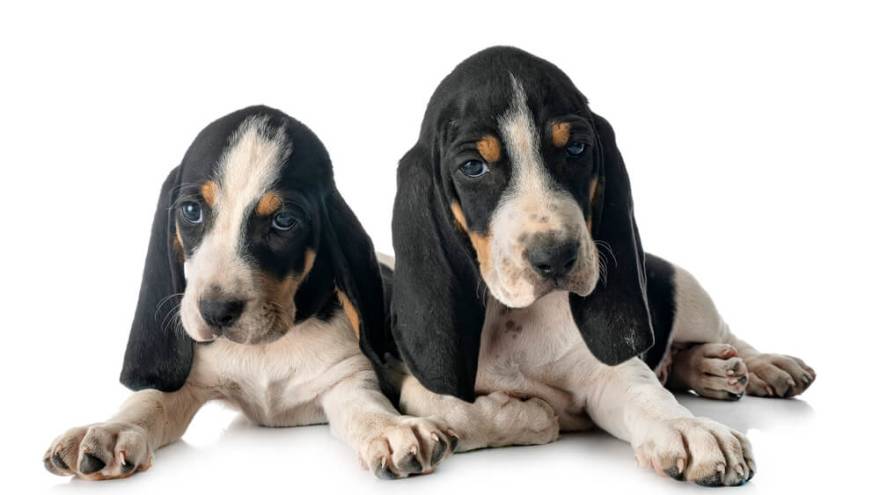 Swiss Hound Dog Breed Information