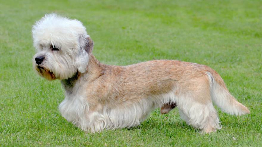 Dandie Dinmont Terrier Dog Breed Information