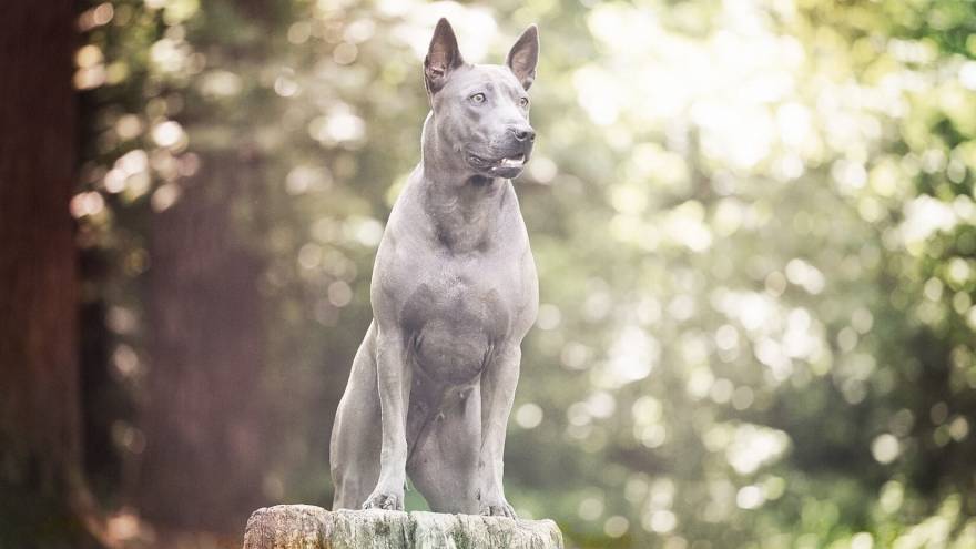 thai ridgeback