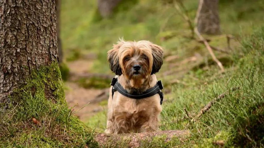 what age does a tibetan terrier stop growing