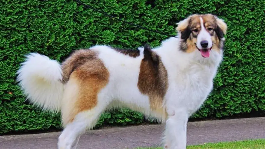 Tornjak Dog Breed Information