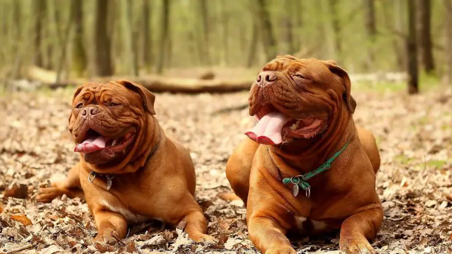 how much does a dogue de bordeaux weigh